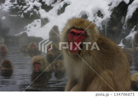 冬の長野県山ノ内町地獄谷温泉には、たくさんの野生の猿が温泉に入りに来ます。 冬の長野県山ノ内町地獄谷温泉には、たくさんの野生の猿が温泉に入りに来ます。 134706873