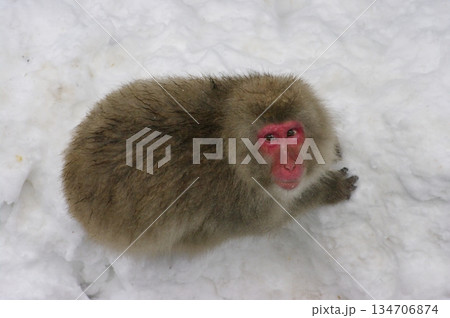 冬の長野県山ノ内町地獄谷温泉には、たくさんの野生の猿が温泉に入りに来ます。 134706874