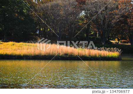 秋の湖畔に広がる黄金色のススキと静かな自然風景 秋の湖畔に広がる黄金色のススキと静かな自然風景 134706977