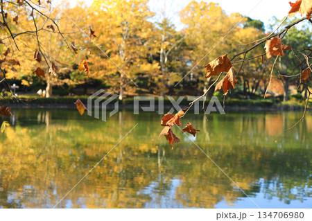 黄金色に輝く秋の木の葉と穏やかな湖の風景 黄金色に輝く秋の木の葉と穏やかな湖の風景 134706980