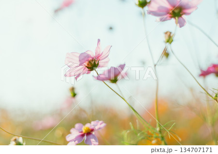 Garden of Flowers cosmos 134707171
