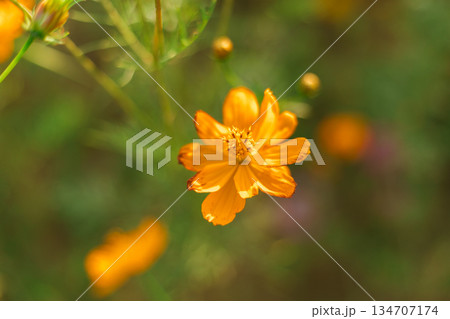 Garden of Flowers cosmos Garden of Flowers cosmos 134707174