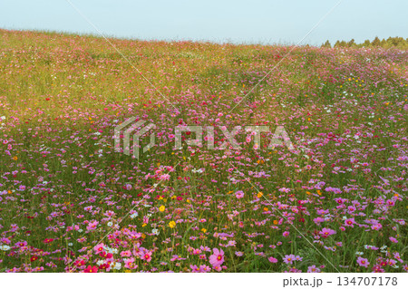 Garden of Flowers cosmos Garden of Flowers cosmos 134707178