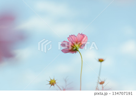 Garden of Flowers cosmos Garden of Flowers cosmos 134707191