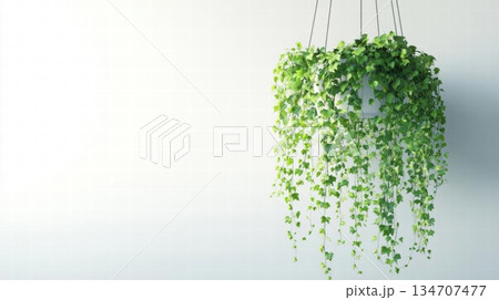 Hanging Plant on White Wall - Greenery Interior Design 134707477