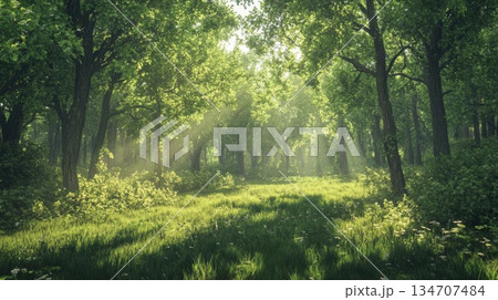 Sunbeams Illuminating a Tranquil Forest Path 134707484