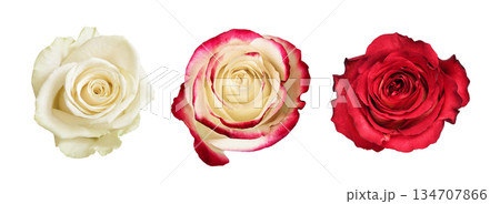 Set of red and white rose flowers isolated on white background. Top view. Set of red and white rose flowers isolated on white background. Top view. 134707866