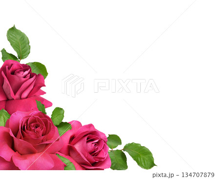 Pink rose flowers with everted petals and green leaves in a corner arrangement isolated on white 134707879