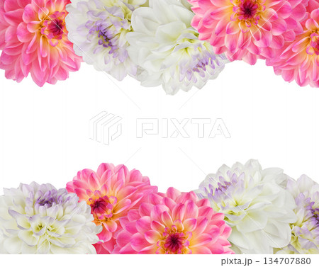 Pink and white dahlia flowers in a floral borders isolated on white Pink and white dahlia flowers in a floral borders isolated on white 134707880