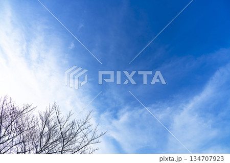 冬空と雲と木立 134707923