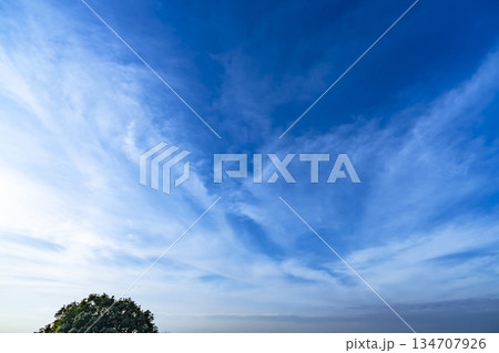 冬空と雲と木立 冬空と雲と木立 134707926