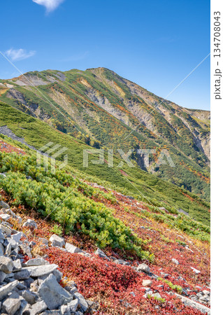 小蓮華山と紅葉 白馬大池~北アルプス白馬岳縦走登山 小蓮華山と紅葉 白馬大池~北アルプス白馬岳縦走登山 134708043