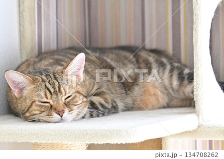 昼寝する猫のリラックスした表情 昼寝する猫のリラックスした表情 134708262