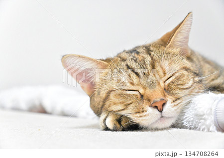昼寝する猫のリラックスした表情 昼寝する猫のリラックスした表情 134708264