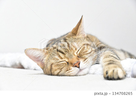 昼寝する猫のリラックスした表情 昼寝する猫のリラックスした表情 134708265