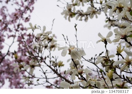 北海道の公園に咲くコブシの花 134708317