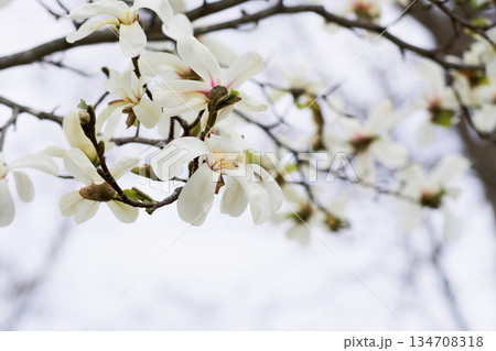 北海道の公園に咲くコブシの花 北海道の公園に咲くコブシの花 134708318