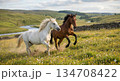 丘を、駆け上がる馬 134708422