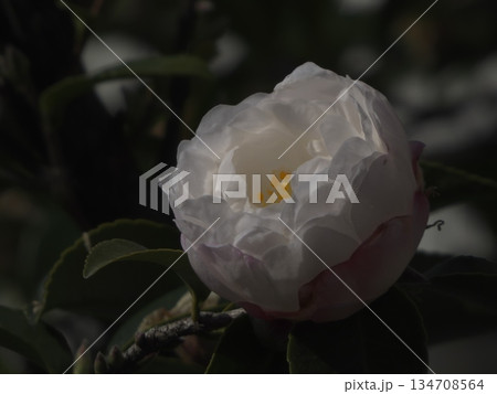 暗闇に白く浮かび上がるサザンカの花 光と影のコントラストが美しい冬の山茶花素材 134708564