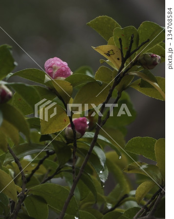 雨粒を纏い開花を待つサザンカのつぼみ 蘇峰公園の日本庭園で出会う冬の植物風景 雨粒を纏い開花を待つサザンカのつぼみ 蘇峰公園の日本庭園で出会う冬の植物風景 134708584