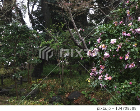 冬の蘇峰公園に咲き誇るピンクのサザンカと日本庭園 徳富蘇峰旧居跡の静かな風景 冬の蘇峰公園に咲き誇るピンクのサザンカと日本庭園 徳富蘇峰旧居跡の静かな風景 134708589