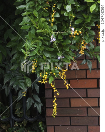 レンガの壁に垂れ下がるデュランタのオレンジ色の実と薄紫の花 冬の街角の植物風景 レンガの壁に垂れ下がるデュランタのオレンジ色の実と薄紫の花 冬の街角の植物風景 134708594