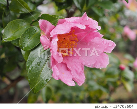 雨粒を纏った鮮やかなピンクのサザンカ 冬の日本庭園を彩る山茶花のクローズアップ 雨粒を纏った鮮やかなピンクのサザンカ 冬の日本庭園を彩る山茶花のクローズアップ 134708604