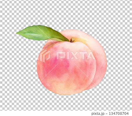 多汁的桃子水彩插畫：白桃（透明背景） 134708704