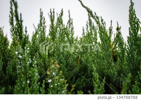 雨に濡れるカイヅカイブキ（貝塚伊吹） 134708788