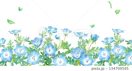 春の花：ネモフィラの水彩イラスト　春のボトム装飾フレーム背景 134709595