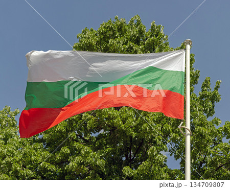 Flag of Bulgaria Tree 134709807