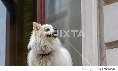 Small Spitz Pomeranian Dog 134709856
