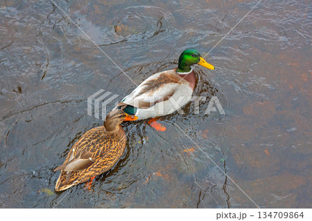 Couple of Mallard Ducks 134709864