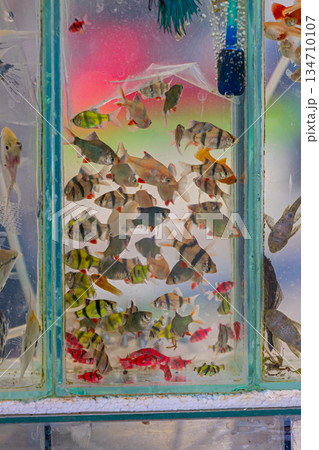 Tiger Barb Fish Tank 134710107