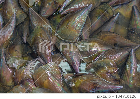 Fresh Comb Pen Shells 134710126