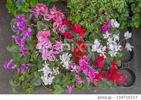 Fresh Cyclamen Flowers Variety 134710157