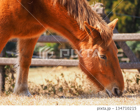 宮崎県都井岬で草を食む野生馬（御崎馬）の顔のアップ 134710215