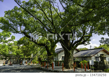 美奈宜神社（林田）御神木　夫婦楠　福岡県朝倉市 134710250