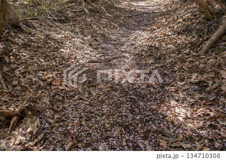 春の登山道には桜の道ができる（紫雲出山） 134710308