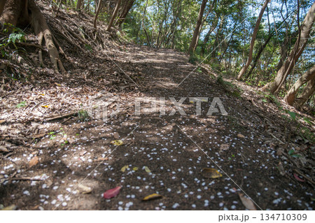 春の登山道には桜の道ができる（紫雲出山） 134710309