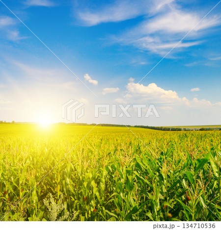 Sunlit Green Corn Field Under Clear Blue Sky at Sunrise Sunlit Green Corn Field Under Clear Blue Sky at Sunrise 134710536