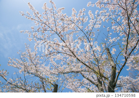 紫雲出山展望台の桜（ソメイヨシノ） 134710598
