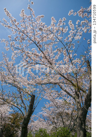 紫雲出山山頂展望台の桜(ソメイヨシノ) 紫雲出山山頂展望台の桜(ソメイヨシノ) 134710599