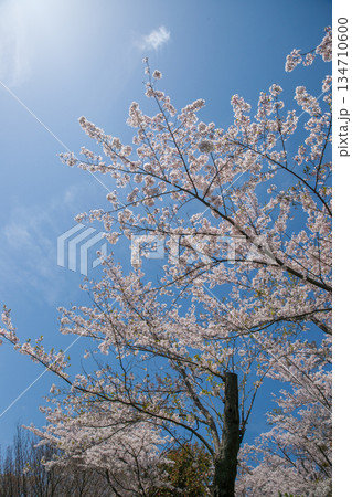 紫雲出山山頂展望台の桜(ソメイヨシノ) 紫雲出山山頂展望台の桜(ソメイヨシノ) 134710600