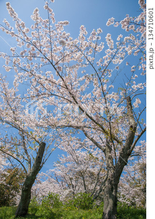 紫雲出山山頂展望台の桜(ソメイヨシノ) 紫雲出山山頂展望台の桜(ソメイヨシノ) 134710601