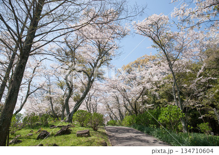 紫雲出山山頂展望台の桜(ソメイヨシノ) 紫雲出山山頂展望台の桜(ソメイヨシノ) 134710604
