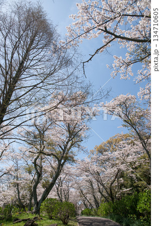 紫雲出山山頂展望台の桜（ソメイヨシノ） 134710605