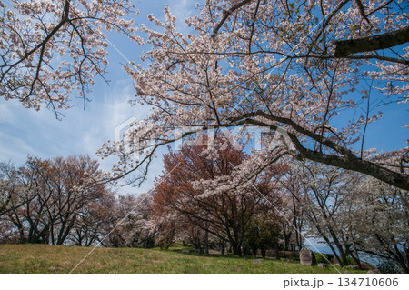 紫雲出山山頂展望台の桜(ソメイヨシノ) 紫雲出山山頂展望台の桜(ソメイヨシノ) 134710606