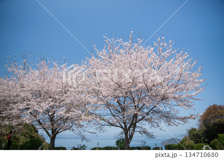 紫雲出山山頂展望台の桜(ソメイヨシノ) 紫雲出山山頂展望台の桜(ソメイヨシノ) 134710680