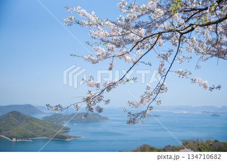 紫雲出山山頂展望台の桜（ソメイヨシノ） 134710682